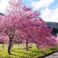 2025武陵櫻花季2月登場 推薦10大賞點，台中市推武陵花季交通聯票！ - 旅遊經