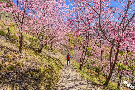 乙巳蛇年春節 12生肖新年開運走春「趣」！ - 旅遊經