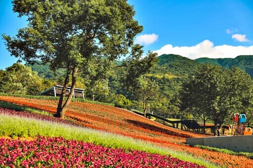 2025三層崎花海1月17日盛大開幕！ - 太陽網