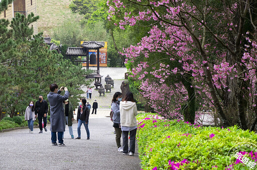 緣道觀音廟 春節賞櫻、祈福 還能換古裝，來場穿越 - 旅遊經