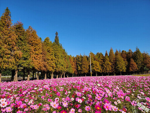 六甲落羽松漸紅美景如仙境 相關遊程報你知！ - 旅遊經