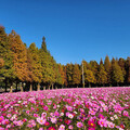 六甲落羽松漸紅美景如仙境 相關遊程報你知！ - 旅遊經