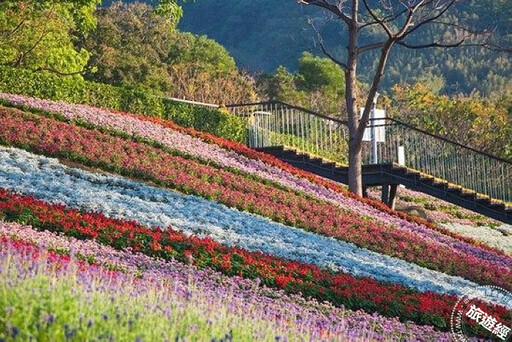 臺版富良野──三層崎花海「彩色浪花」美景再現，賞花規劃一次說！ - 旅遊經