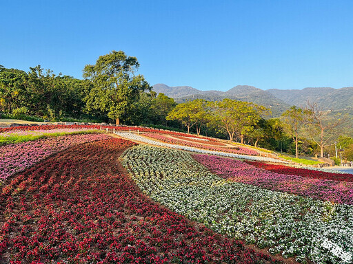 臺版富良野──三層崎花海「彩色浪花」美景再現，賞花規劃一次說！ - 旅遊經