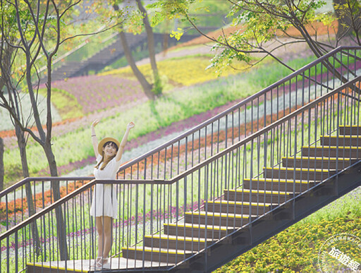 臺版富良野──三層崎花海「彩色浪花」美景再現，賞花規劃一次說！ - 旅遊經