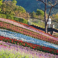 臺版富良野──三層崎花海「彩色浪花」美景再現，賞花規劃一次說！ - 旅遊經