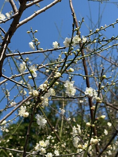 榮星花園公園梅花飄香 - 太陽網