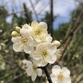 榮星花園公園梅花飄香 - 太陽網