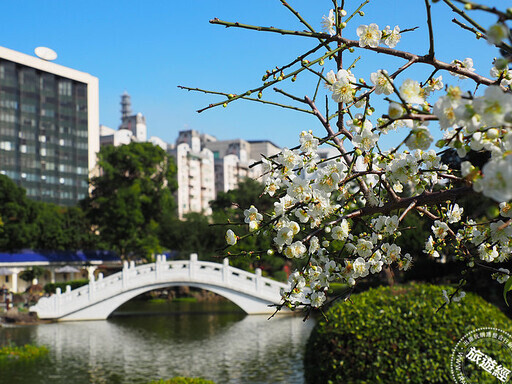 台北賞梅「趣」 台北十大賞梅景點推薦 - 旅遊經