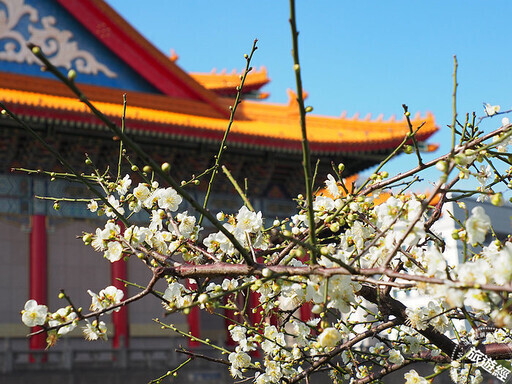 台北賞梅「趣」 台北十大賞梅景點推薦 - 旅遊經