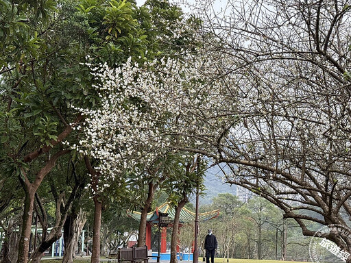 台北賞梅「趣」 台北十大賞梅景點推薦 - 旅遊經