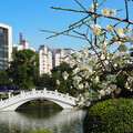 台北賞梅「趣」 台北十大賞梅景點推薦 - 旅遊經