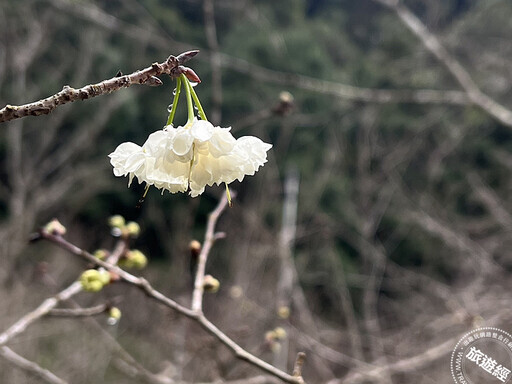 「九族」山櫻花及枝垂櫻花開報春 元宵節、情人節八重櫻、雪櫻展「開」浪漫 - 旅遊經