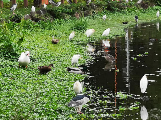 大安森林公園添新秘境 「七彩星苑」繽紛喜氣好彩頭 - 旅遊經