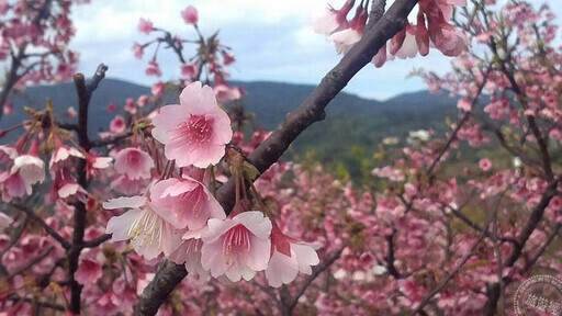 「陽明」春曉 六大走春賞花景點邀您走「花」路！ - 旅遊經