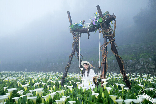 「陽明」春曉 六大走春賞花景點邀您走「花」路！ - 旅遊經