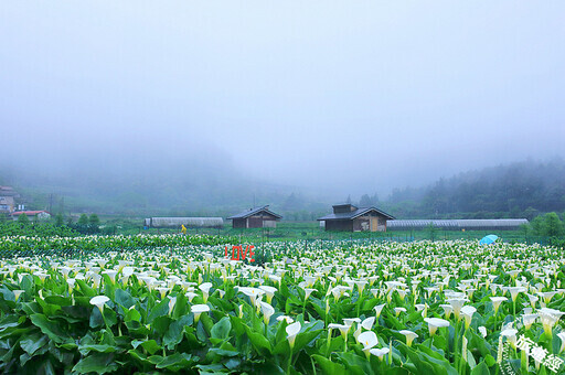 「陽明」春曉 六大走春賞花景點邀您走「花」路！ - 旅遊經