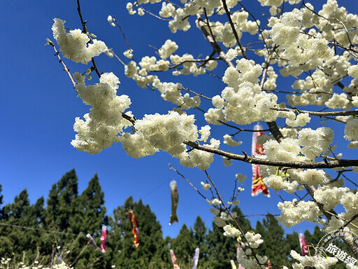 九族櫻花祭開跑，山櫻花和枝垂櫻搶先報到 原來九族櫻花愛呷「褒」，才會開這麼美！ - 旅遊經