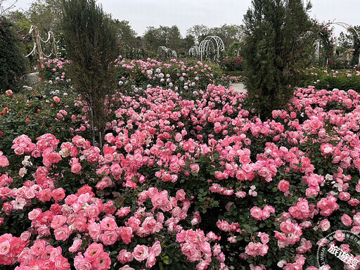 3月台南蜀葵花、木棉花等繁花盛開 國際蘭展也在3月在臺南後壁登場！ - 旅遊經