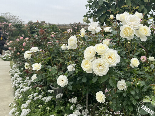 3月台南蜀葵花、木棉花等繁花盛開 國際蘭展也在3月在臺南後壁登場！ - 旅遊經