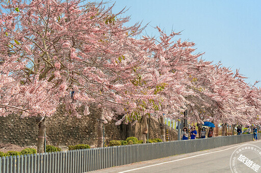 3月台南蜀葵花、木棉花等繁花盛開 國際蘭展也在3月在臺南後壁登場！ - 旅遊經