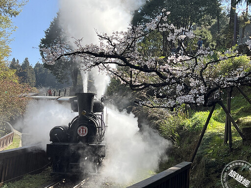 阿里山花季3月登場，櫻花已搶先綻美 阿里山賓館邀您「前」來賞花，並來場原味之旅 - 旅遊經