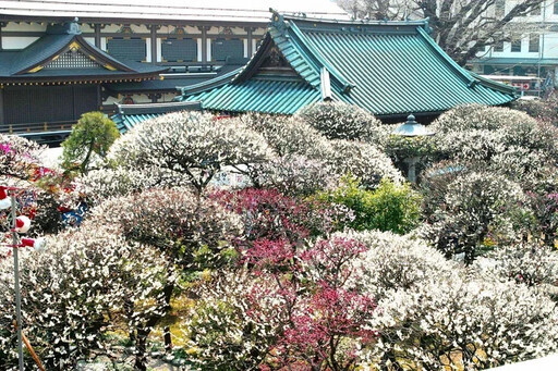 東京都 文京梅花祭 - 太陽網