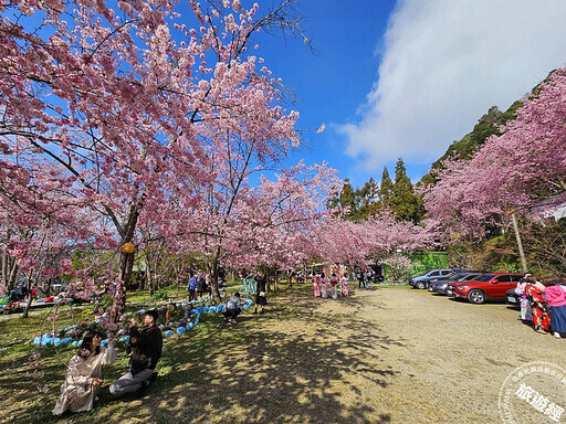 2025北橫櫻花季將登場 北橫櫻花漫步地圖邀您一「騎」浪漫賞花遊！ - 旅遊經