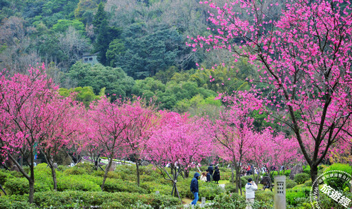 陽明公園「花現」最美時刻 山櫻、八重櫻、國梅花開「爭美」、「真美」！ - 旅遊經