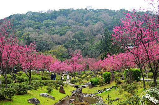 陽明公園「花現」最美時刻 山櫻、八重櫻、國梅花開「爭美」、「真美」！ - 旅遊經