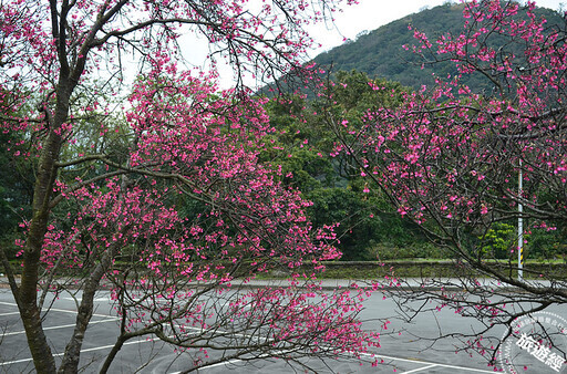 陽明公園「花現」最美時刻 山櫻、八重櫻、國梅花開「爭美」、「真美」！ - 旅遊經