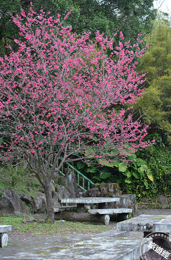 陽明公園「花現」最美時刻 山櫻、八重櫻、國梅花開「爭美」、「真美」！ - 旅遊經