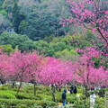 陽明公園「花現」最美時刻 山櫻、八重櫻、國梅花開「爭美」、「真美」！ - 旅遊經