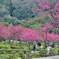 陽明山櫻花綻放 - 太陽網