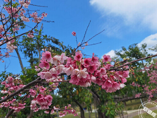 台北賞櫻景點懶人包 還有梅花、海芋、三層崎花海，都可以來一場輕鬆賞花遊 - 旅遊經