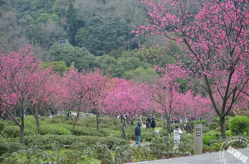 台北賞櫻景點懶人包 還有梅花、海芋、三層崎花海，都可以來一場輕鬆賞花遊 - 旅遊經