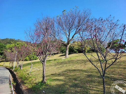 台北賞櫻景點懶人包 還有梅花、海芋、三層崎花海，都可以來一場輕鬆賞花遊 - 旅遊經