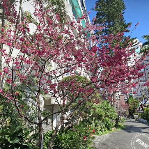 台北賞櫻景點懶人包 還有梅花、海芋、三層崎花海，都可以來一場輕鬆賞花遊 - 旅遊經