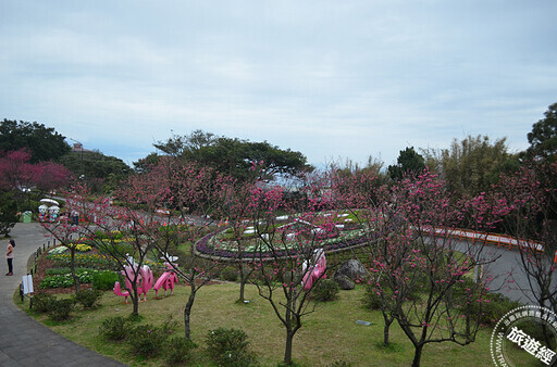 台北賞櫻景點懶人包 還有梅花、海芋、三層崎花海，都可以來一場輕鬆賞花遊 - 旅遊經