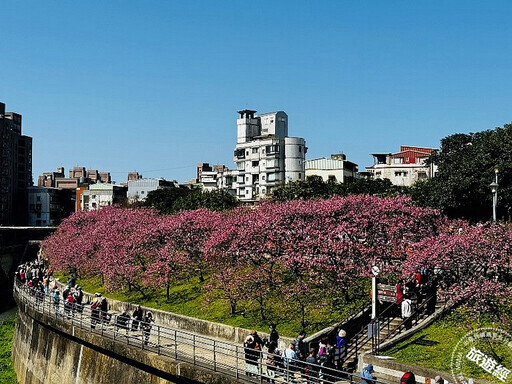 台北賞櫻景點懶人包 還有梅花、海芋、三層崎花海，都可以來一場輕鬆賞花遊 - 旅遊經