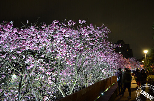 台北賞櫻景點懶人包 還有梅花、海芋、三層崎花海，都可以來一場輕鬆賞花遊 - 旅遊經