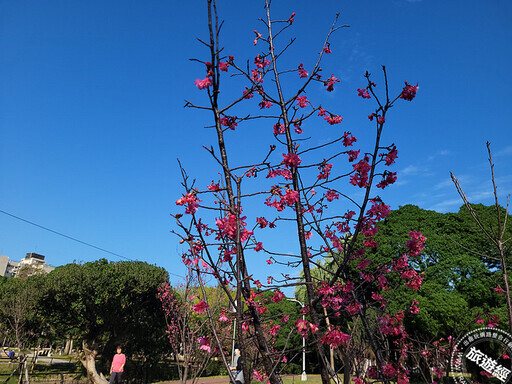 台北賞櫻景點懶人包 還有梅花、海芋、三層崎花海，都可以來一場輕鬆賞花遊 - 旅遊經