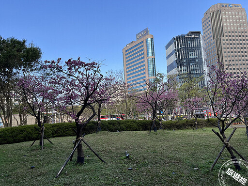 台北賞櫻景點懶人包 還有梅花、海芋、三層崎花海，都可以來一場輕鬆賞花遊 - 旅遊經