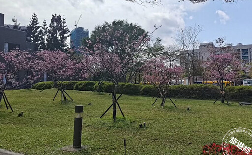 台北賞櫻景點懶人包 還有梅花、海芋、三層崎花海，都可以來一場輕鬆賞花遊 - 旅遊經