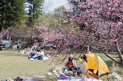 新竹平地賞櫻偽日遊 櫻花樹下散策、野餐享春光 - 旅遊經