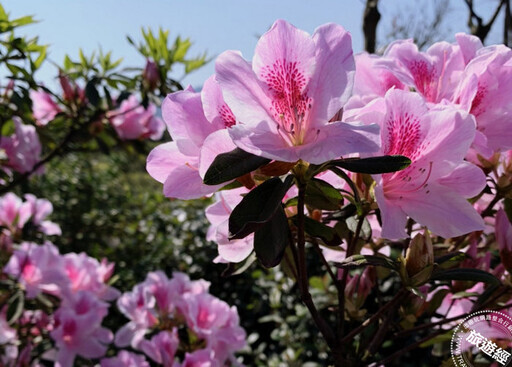 北台灣杜鵑花季 別錯過大安森林公園、萬里及金山三大秀場！ - 旅遊經