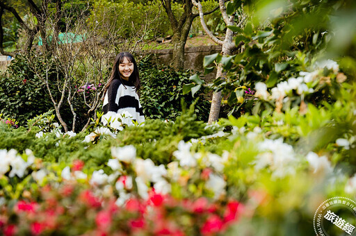 北台灣杜鵑花季 別錯過大安森林公園、萬里及金山三大秀場！ - 旅遊經