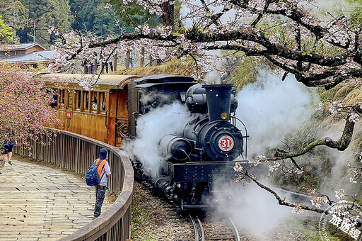 阿里山百年蒸機賞櫻列車25日開放訂票 賞櫻資訊全都露！ - 旅遊經