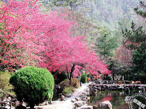 台中賞櫻花開資訊懶人包 麗寶樂園228連假優惠199入園 ！ - 旅遊經