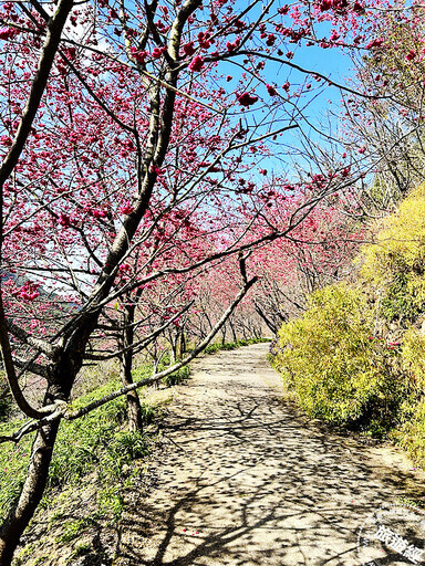 台中賞櫻花開資訊懶人包 麗寶樂園228連假優惠199入園 ！ - 旅遊經